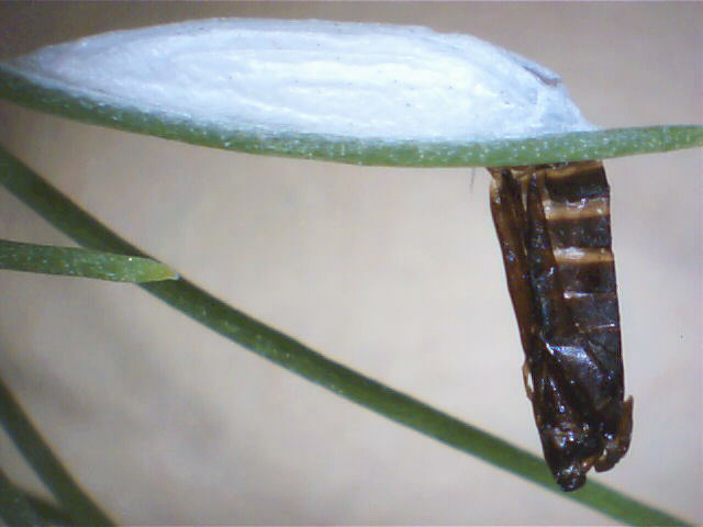 Cocoon and pupal skin hanging from a leaf stem.